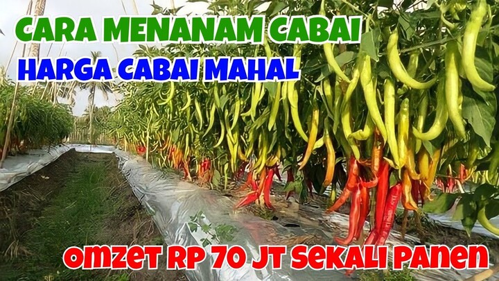 PETANI MILENIAL INI RAUP OMZET RP 70 JUTA SEKALI PANEN CABAI || CARA MENANAM CABAI DENGAN MUDAH