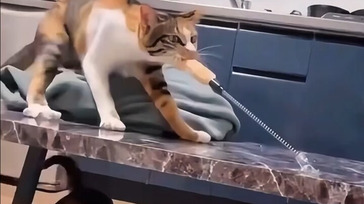 Begini caranya main?