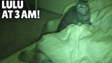 【Kittisaurus】【中字】我睡觉的时候，猫咪们都在做什么呢？