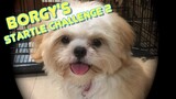 Borgy the Shih Tzu's Startle Challenge 2 - Ring the Bell