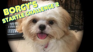 Borgy the Shih Tzu's Startle Challenge 2 - Ring the Bell