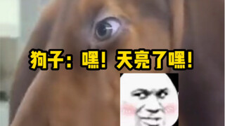 狗子这么多年了第一次看自己的世界。
