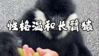 性格温和长臂猿