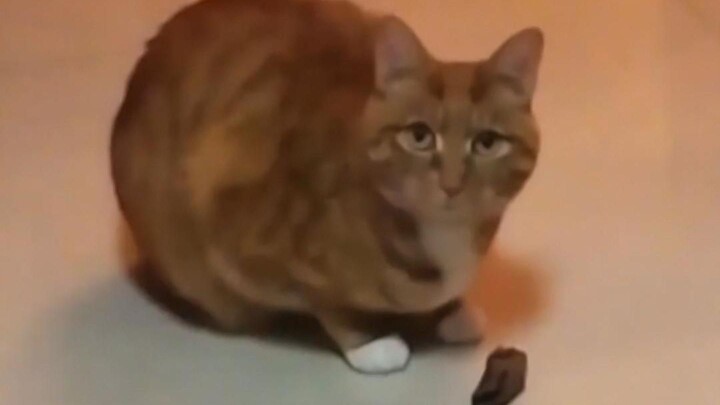 Kucing kecil setiap hari seperti membuka kotak misteri