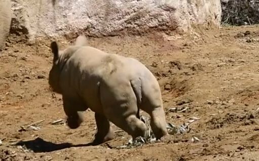 Si bayi badak berlari-lari di samping ibunya