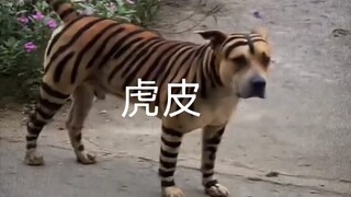 纹身是你的谎言.