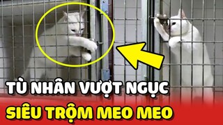Hoàng Thượng bó tay với biện pháp ngăn chặn "VƯỢT NGỤC" của con Sen thông minh 😂 | Yêu Lu