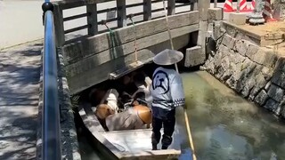 Hari ini tidak belajar bahasa Jepang, mari lihat jembatan kecil dan air mengalir di Jepang [Observas