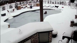 สุนัขขี้เล่นกระโดดลงไปในน้ำเย็นจัดในสระว่ายน้ำ เจ้าของทิ้งโทรศัพท์แล้วรีบวิ่งไปช่วยเหลือทันที...