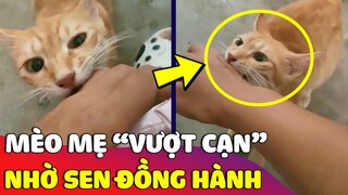 Khoảnh khắc 'VƯỢT CẠN' của mẹ mèo thông minh khiến sen nào cũng vào 'XIN VÍA' 🥰 Gâu Đần