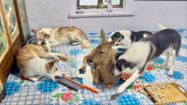 All the talented people have come, and the fire bed on Lao Deng is particularly charming.