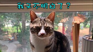 Daily conversation, the last sentence, I am scared just thinking about it [pee is a cat]
