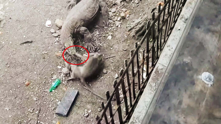 Five Komodo Dragons Eating A Monkey