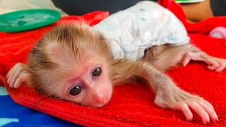 Wow, Amazing handsome boy Luca keeps very patiently manners before getting milk from Mom