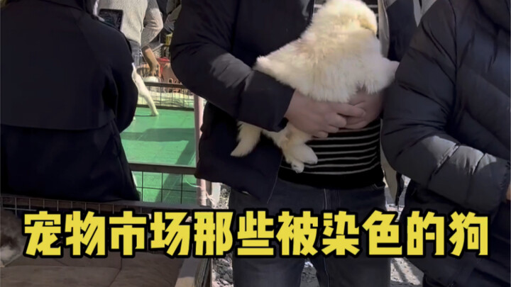 ตลาดสัตว์เลี้ยง: ดูสุนัขที่ถูกย้อมสี