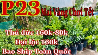 mai vàng chơi tết p23 |0979217639 Tuyền | mai giảo thủ đức - đại lộc 160k - thủ đức 80k bao ship