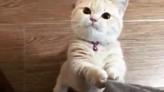 Menemukan versi video GIF kucing klasik