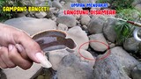 DIJAMIN GAMPANG!! Mancing Ikan Channa Limbata UMPAN TURUN LANGSUNG DISAMBAR!!