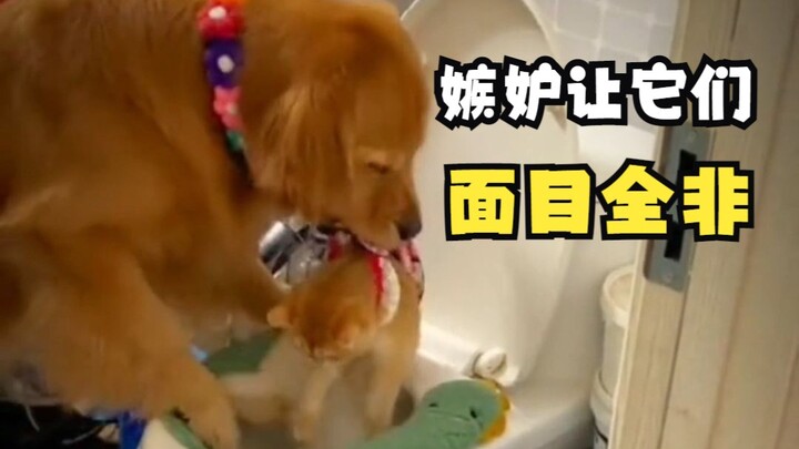 Jealousy makes animals unrecognizable!