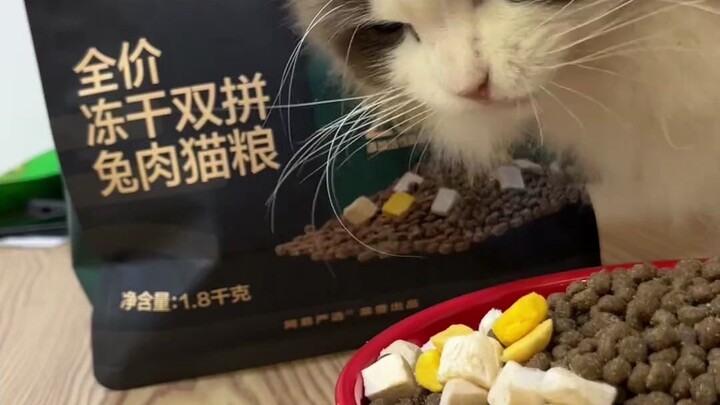 当小猫咪第一次看见兔子…