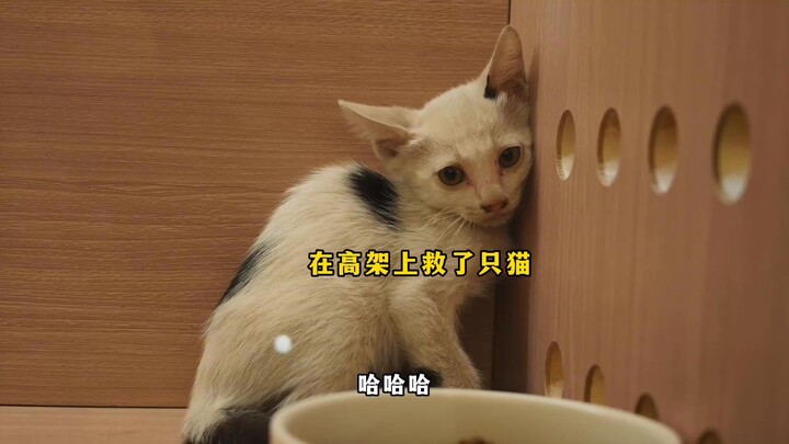 Bát Điều lại có thêm hai em trai, em gái nữa～
