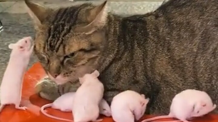“Losing a cat is truly, utterly losing a cat!”