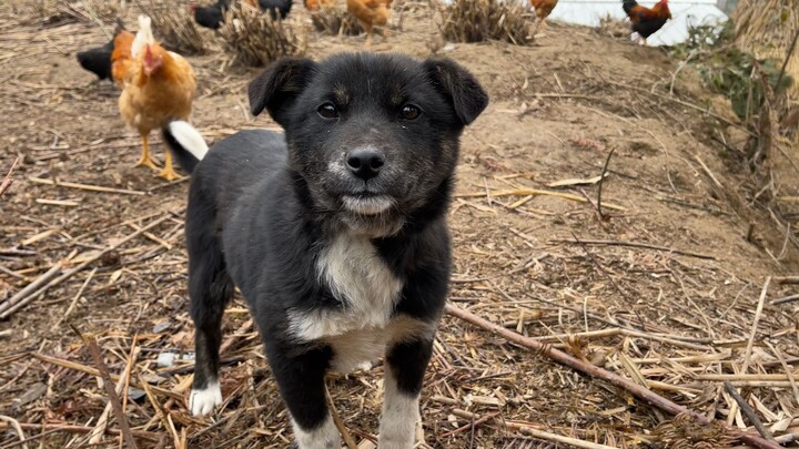 Seeing me turn and walk away, Little Fatty screamed heart-wrenchingly.