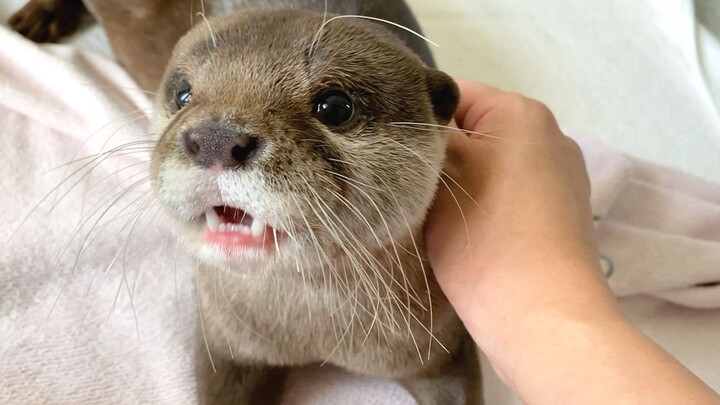 [Otter] An otter gnawing on its owner’s hand [Kotaro and Hana]