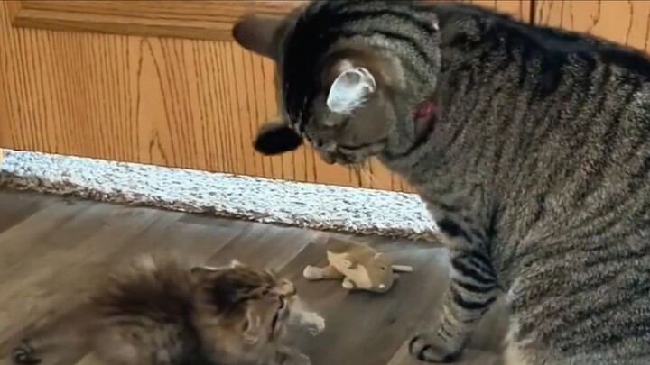 Kucing: “Anakku tidak pernah mengalami masa pemberontakan”！？