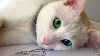 สัตว์เหล่านี้จะทำให้คุณรู้สึกแย่ วิดีโอสัตว์เลี้ยงตลก