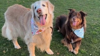 Comfort Dogs: Secrets That Can't Be Told