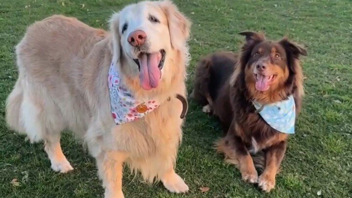 抚慰犬：不能说的秘密