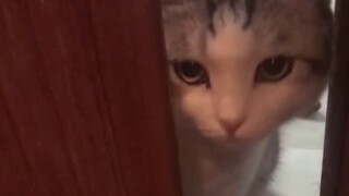 Worried about the safety of the cat brother taking a bath, the cat repeatedly advised the owner not 