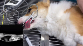 Pet | A Surgery On Corgi