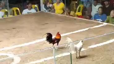 Bangkas VS Pula .... panalo samon bangkas # Mr.En off