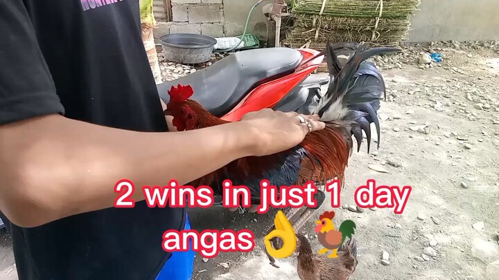 Legendary manok👌