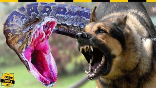 🔴 R.Ợ.N N.G.Ư.Ờ.I Với Những Trận T.Ử C.H.I.Ế.N Kinh Hoàng Giữa Rắn Và Chó Nhà