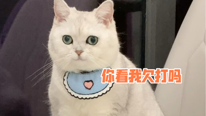 Return cat logic to the cat—let’s see who’s snappier!