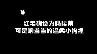 红毛确诊为吗喽前，可是响当当的温柔小狗捏