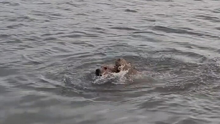 【Kimi】Four supplements with high value – Kimi rescues a puppy that fell into the water