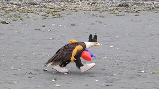 American Eagle (HD 60fps)