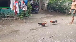 red kelso vs high action