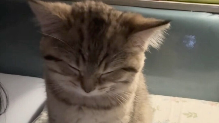Before the holidays, Grandma brought me a little kitten.