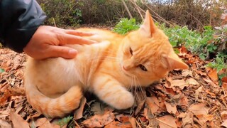 Bánh mì vàng lớn mềm thơm nức