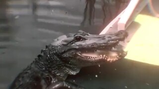 People say crocodiles are cold-blooded animals, but they are much simpler than humans.