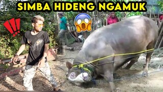 TOLONG‼️ SAPI KITA NGAMUK SEMUA LARI KETAKUTAN‼️😱