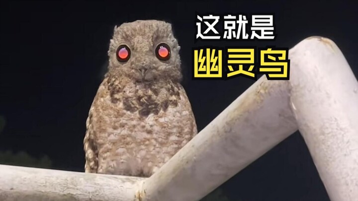 Those astonishing animal videos!