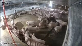 闪电劈到了猪圈的音响