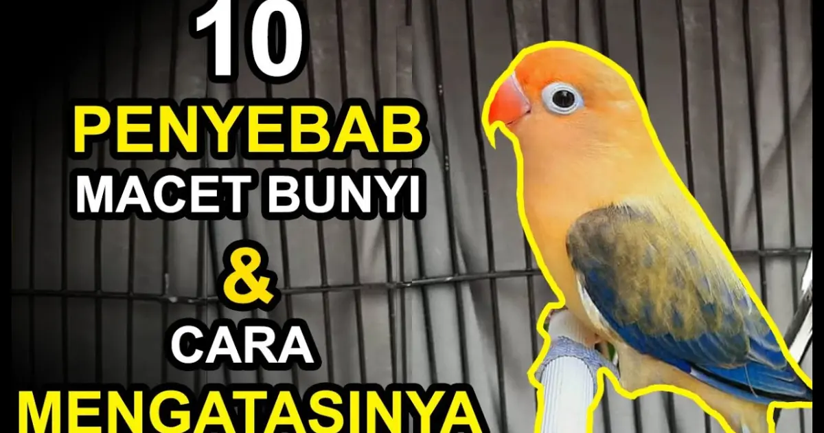 10 Penyebab Lovebird Gacor Jadi Macet Bunyi dan Cara Mengatasinya - Bstation