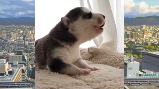 CUTE PET น่ารัก&ตลก 13